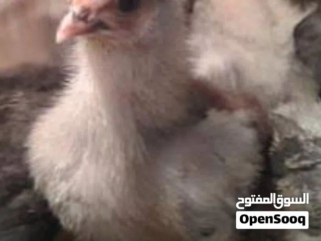 صيصان بلدي للبيع عمر شهر