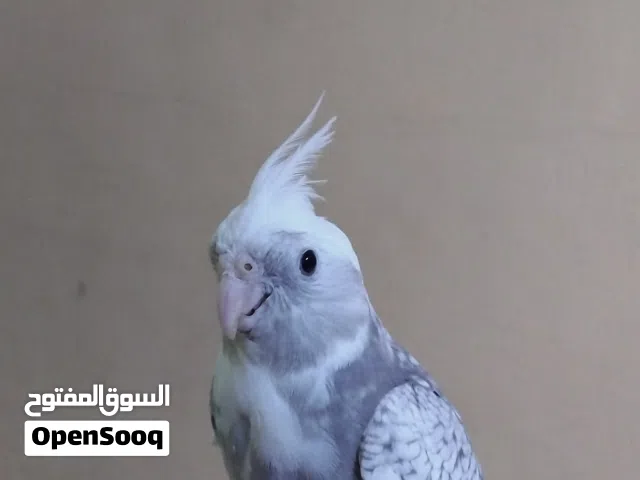 كوكتيل للبيع اليف ولعوب جدا