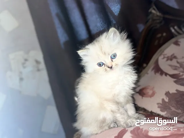 هملايا لينكس وهمالايا سيل تشوكلت بلو بوينت ذكور العمر شهرين ونص للجاديين فقط