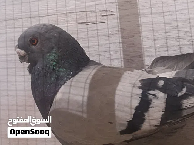 جوز عمري ازرق على محيرة صفرا