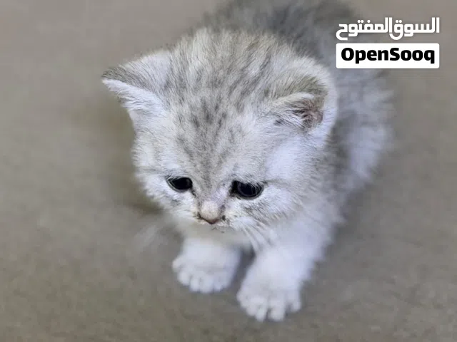 للبيع قطتين أليفتين سكوتش فولد بعمر شهر ونص باقي التفاصيل في الوصف