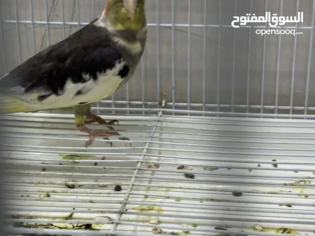 كوكتيل أنثى