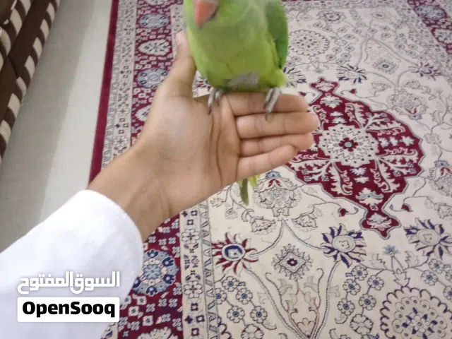 ببغاء دره أليف ب 35 ريال
