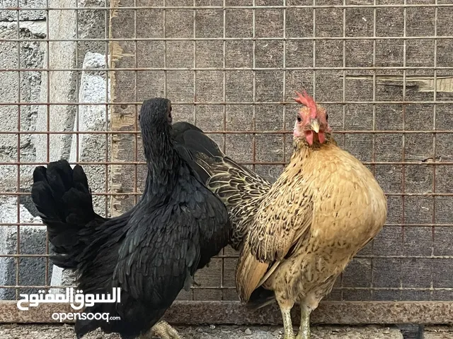 دجاج سيراما للبيع