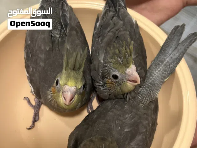 فروخ كوكتيل قري