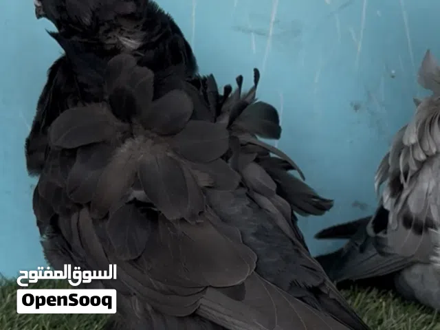 Chinese owl adult babies