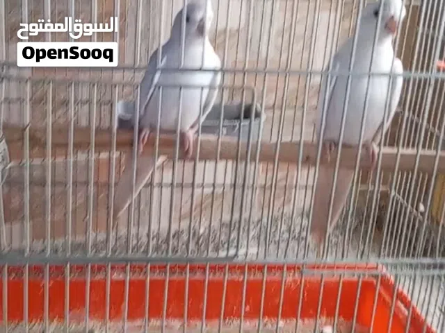 بسم الله جوز كوكتيل البيلو عين حمراء منتجات ما شاء الله الطيره فيها ضربه بطرف جناحها مش مؤثر عليها