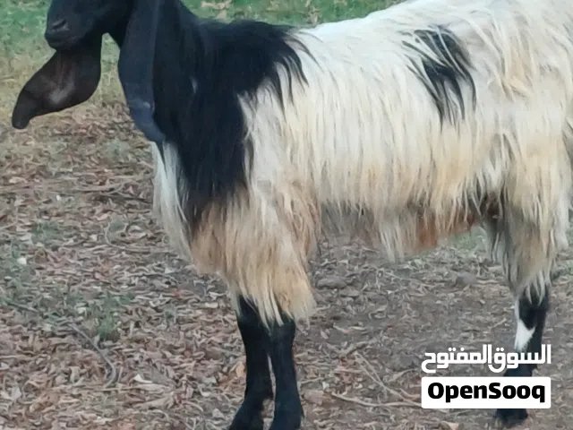 عنز عشار للبيع،