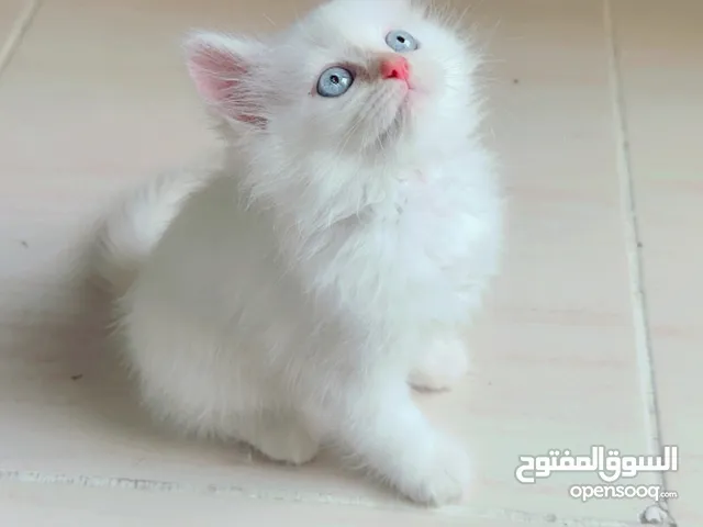 Pure Persian kitten wiith blue eyes and long hair