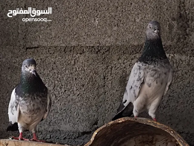 حمام باكستاني تيدي