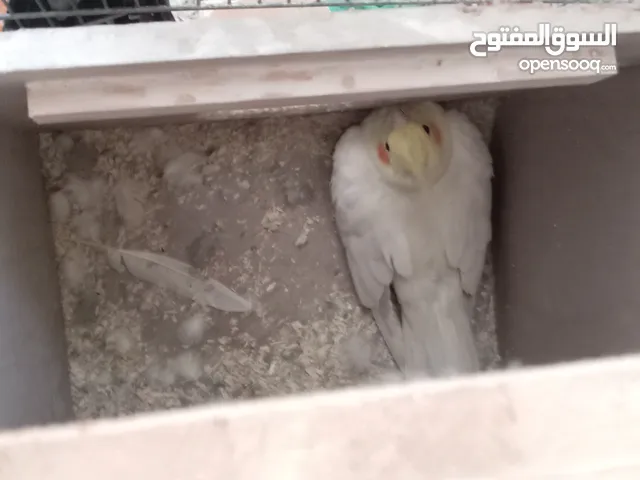 طيور كوكتيل جوز قرأ الوصف  يمكن التفاوض على السعر