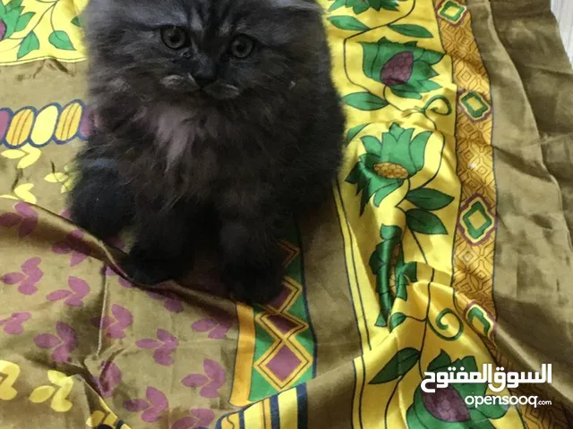 قط شيرازي بيور رمادي غامق اللون او فيراني اللون. المكان: بنها السعر: 750