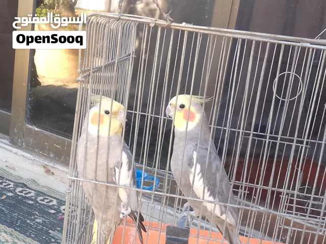 للبيع جوزكوكتيل