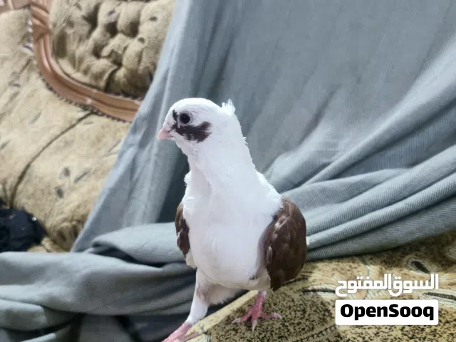 طير ارفلي