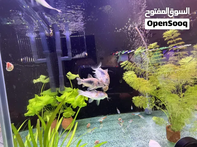 سمك كوريدوراس( كات فيش) برونز وتترا نيون للبيع