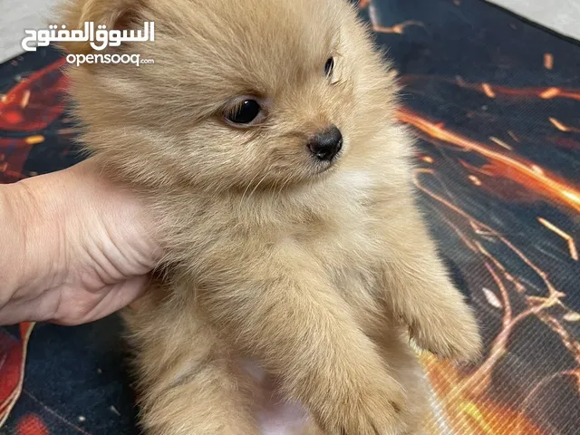 4جراوي بومرنيا بيور
