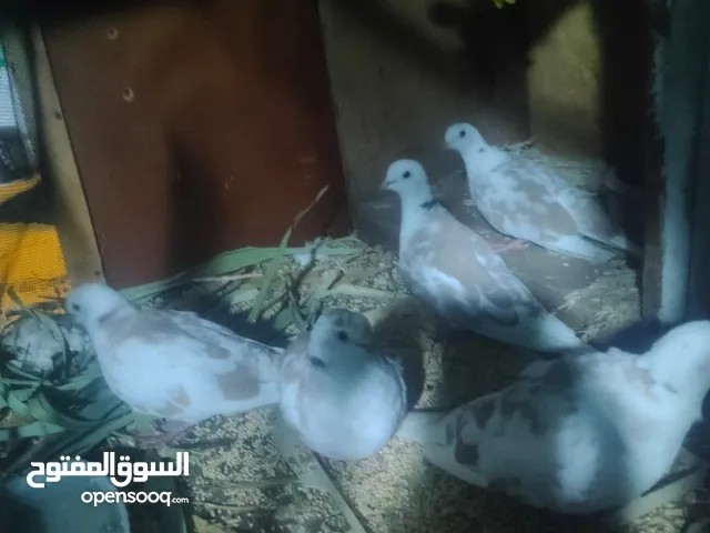 حمام بالصلاة على النبي