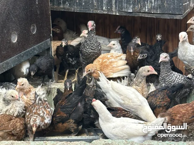 دجاج بلدي وباكستاني ومشكّل للبيع يتمتع بصحة ممتازة وتغذية جيده