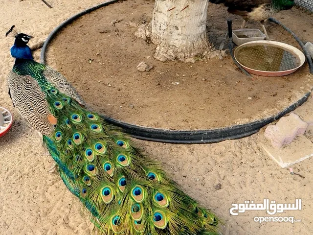زوج طاووس.
