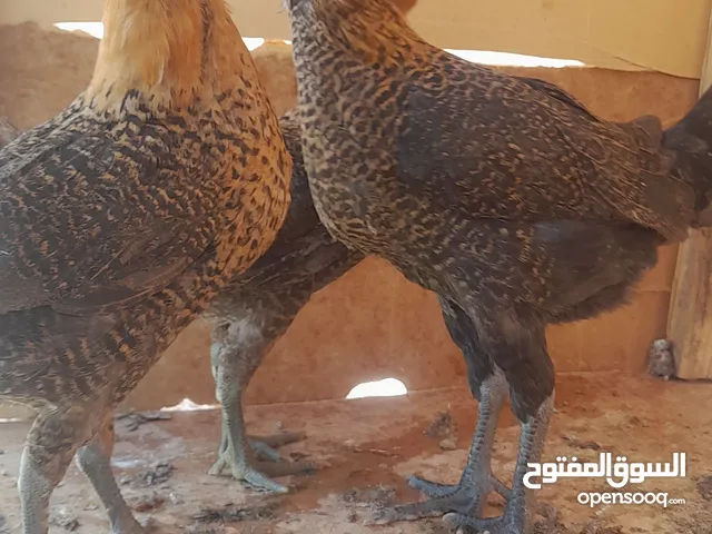 فراخ بلدي للبيع