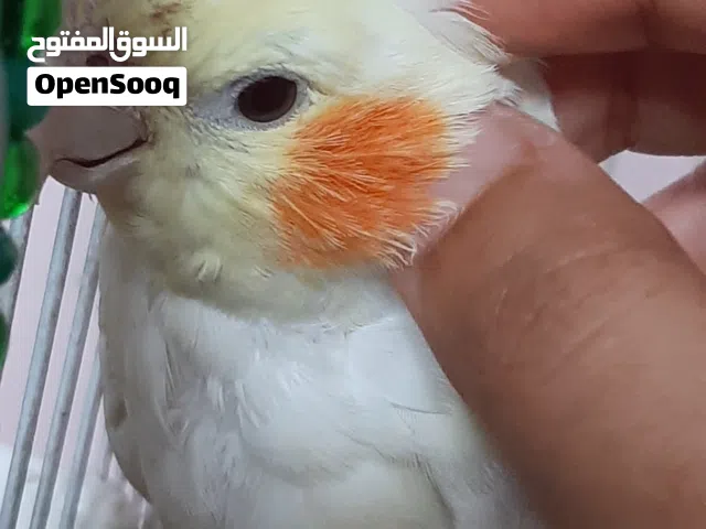 كوكتيل اليف سعر 30