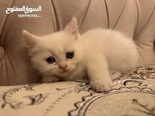 قطط هيمالايا مكس شيرازي للتبني اناث