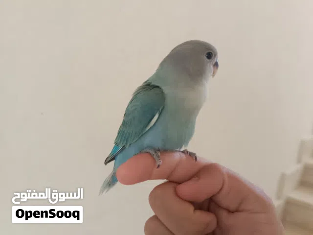 روز مروض ترويض فل ياكل بروحه