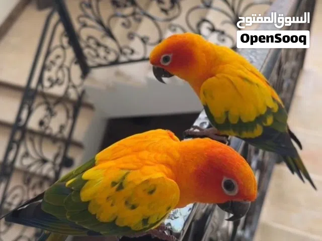 طيور ( صن كنيور )