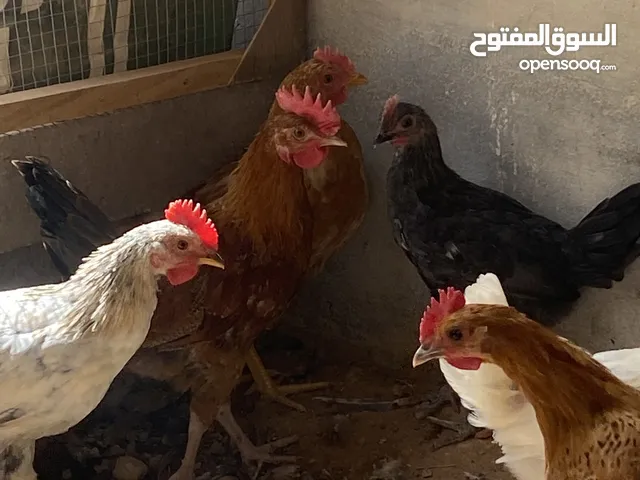 بسم الله الرحمن الرحيم متاح ديوك عمر شهرين للبيع سبب البيع مش بحاجه الهم اقرأ الوصف