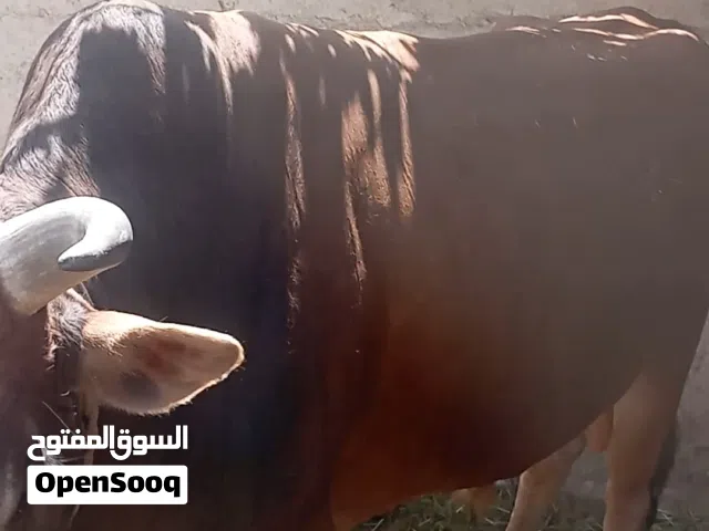 ثور حجم كبير