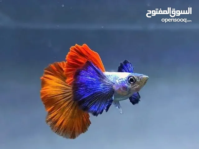 Poisson guppy marrakech