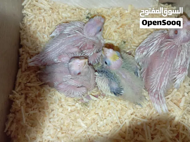 يتوفر فراخ زق يدوي كوكتيل جميع الالوان