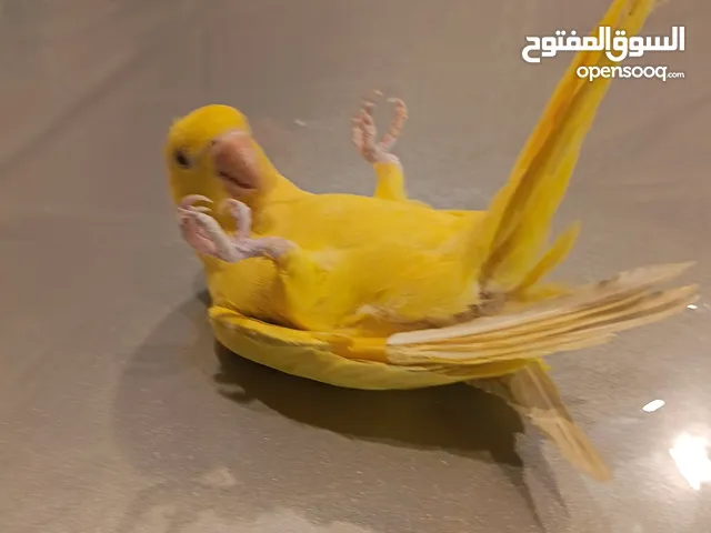 درة لاتينو أليف