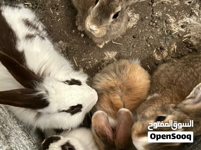 ارانب فرنسية للبيع
