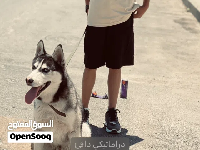كلب هاسكي نضيف جدا عمر 6 اشهر مدرب