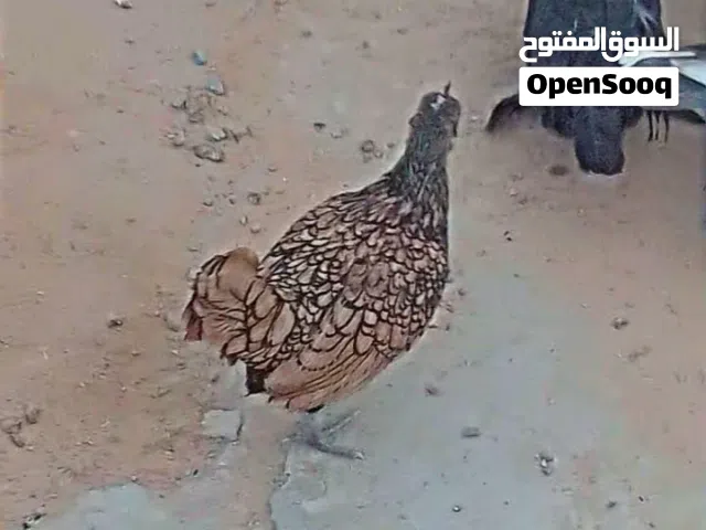 كوبيتين .....استورالي ..وكيني ربي يبارك