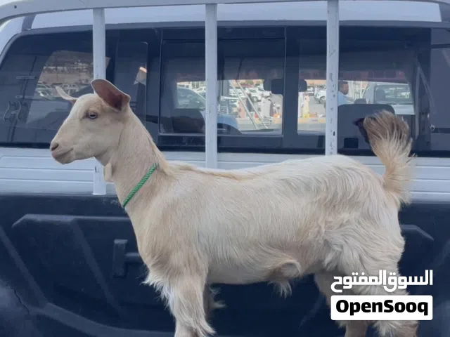 صخله للبيع