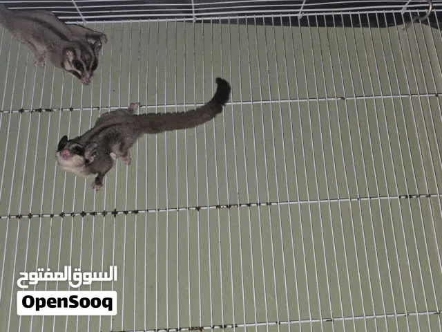 شوقر جلايدر Sugar glider Male with cage and accessories