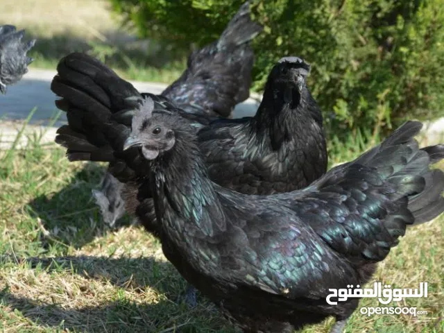 دجاج اندونيسي