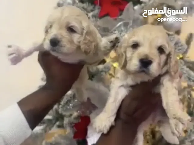 Maltipoo puppies