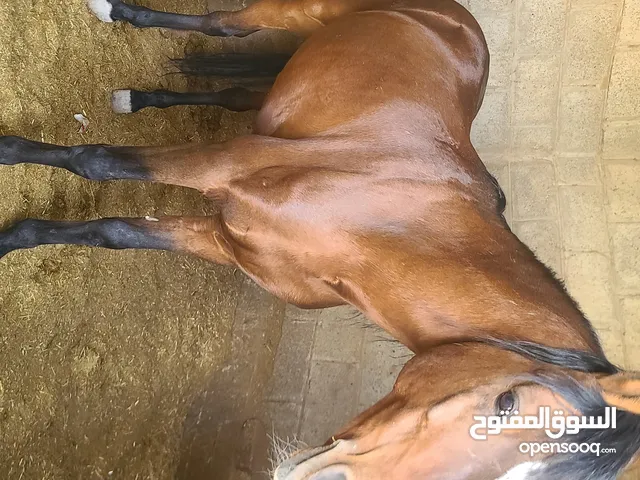 خيل عربي اصيل عمره 9 سنوات