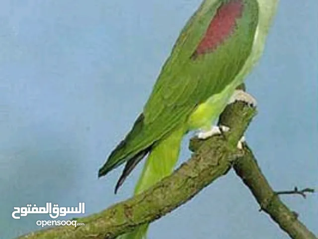 جوز كساندرا نخب اول شغال