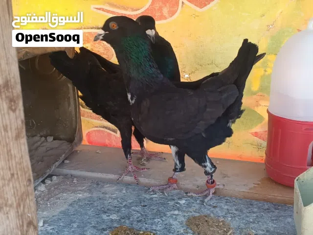 جواز وفردات للبيع كوم وقطع