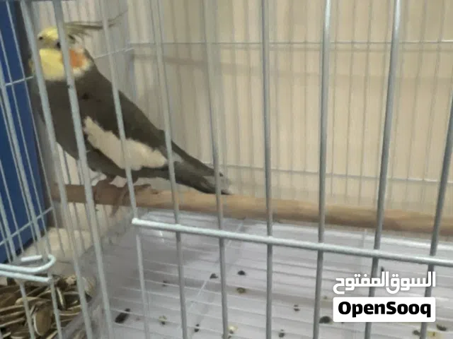 للبيع كوكتيل مش اليف بس يتكلم ويصفر ويغني ويقول حبيبي  الي له رغبه برسله فيديوو بصوت