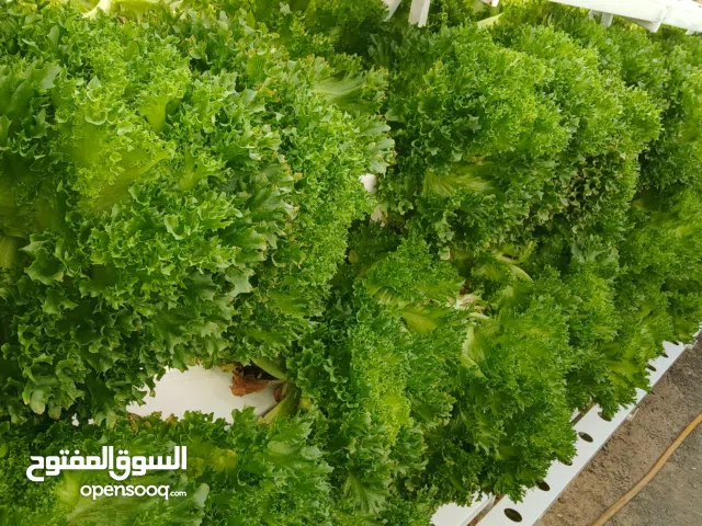 Fresh Lettuce for sale - Suitable for both humans and animals.