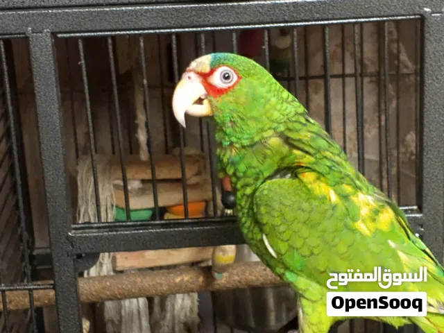 ببغاء للبيع