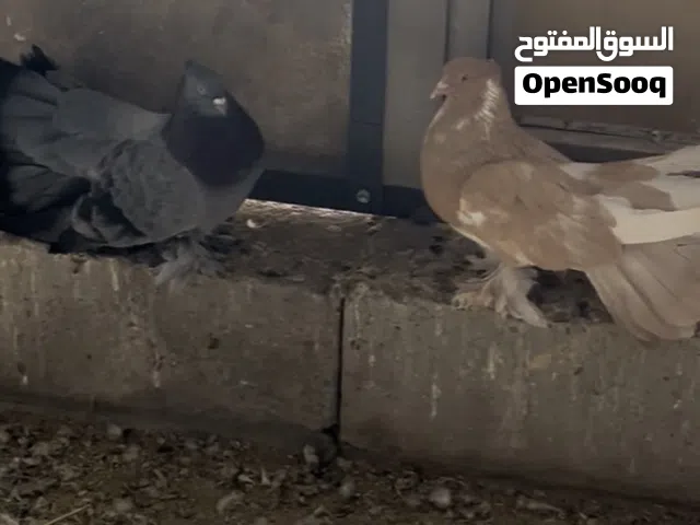 فانتيل للبيع