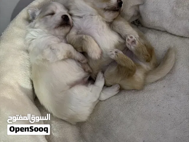 مالتيز بومارينان مكس Maltese mix pomarinan