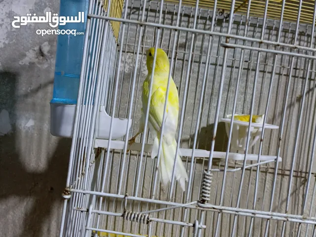 طيور كنار.