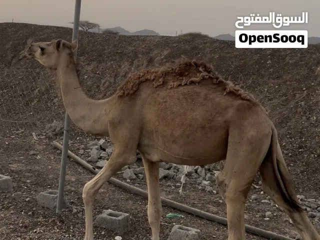 قعود للبيع حج